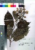  ( - Sakio006)  @11 [ ] Copyright (2020) Unspecified Forestry and Forest Products Research Institute