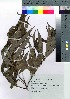  ( - Sakio027)  @11 [ ] Copyright (2020) Unspecified Forestry and Forest Products Research Institute