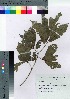  ( - Sakio036)  @11 [ ] Copyright (2021) Unspecified Forestry and Forest Products Research Institute