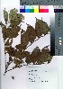  ( - Sakio040)  @11 [ ] Copyright (2021) Unspecified Forestry and Forest Products Research Institute