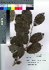  ( - Sakio042)  @11 [ ] Copyright (2021) Unspecified Forestry and Forest Products Research Institute