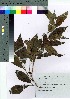  ( - Sakio045)  @11 [ ] Copyright (2021) Unspecified Forestry and Forest Products Research Institute