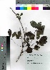  ( - Sakio052)  @11 [ ] Copyright (2021) Unspecified Forestry and Forest Products Research Institute