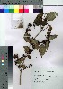  ( - Sakio077)  @11 [ ] Copyright (2021) Unspecified Forestry and Forest Products Research Institute