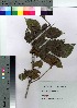  (Lonicera strophiophora var. strophiophora - Sakio095)  @11 [ ] Copyright (2021) Unspecified Forestry and Forest Products Research Institute