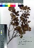  ( - Sakio099)  @11 [ ] Copyright (2021) Unspecified Forestry and Forest Products Research Institute