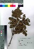  (Rhododendron molle subsp. japonicum - Sakio101)  @11 [ ] Copyright (2021) Unspecified Forestry and Forest Products Research Institute