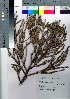  (Cryptomeria japonica - Sakio103)  @11 [ ] Copyright (2021) Unspecified Forestry and Forest Products Research Institute