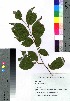  ( - SKASH061)  @11 [ ] Copyright (2020) Unspecified Forestry and Forest Products Research Institute