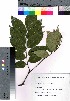  ( - SKASH075)  @11 [ ] Copyright (2020) Unspecified Forestry and Forest Products Research Institute