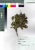  ( - Suzuki043)  @11 [ ] Copyright (2021) Unspecified Forestry and Forest Products Research Institute