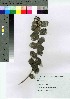  ( - Suzuki044)  @11 [ ] Copyright (2021) Unspecified Forestry and Forest Products Research Institute
