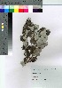  ( - Suzuki045)  @11 [ ] Copyright (2021) Unspecified Forestry and Forest Products Research Institute
