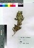  ( - Suzuki047)  @11 [ ] Copyright (2021) Unspecified Forestry and Forest Products Research Institute