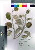  ( - Suzuki048)  @11 [ ] Copyright (2021) Unspecified Forestry and Forest Products Research Institute