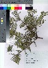  ( - Suzuki050)  @11 [ ] Copyright (2021) Unspecified Forestry and Forest Products Research Institute