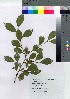  ( - yanasw003)  @11 [ ] Copyright (2021) Unspecified Forestry and Forest Products Research Institute