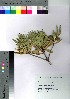  ( - hachi007)  @11 [ ] Copyright (2021) Unspecified Forestry and Forest Products Research Institute