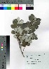  ( - hachi009)  @11 [ ] Copyright (2021) Unspecified Forestry and Forest Products Research Institute