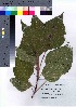  ( - hachi019)  @11 [ ] Copyright (2021) Unspecified Forestry and Forest Products Research Institute