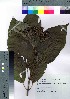  (Hydrangea macrophylla f. normalis - hachi021)  @11 [ ] Copyright (2021) Unspecified Forestry and Forest Products Research Institute
