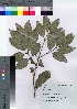  ( - hachi024)  @11 [ ] Copyright (2021) Unspecified Forestry and Forest Products Research Institute