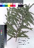  ( - hachi027)  @11 [ ] Copyright (2021) Unspecified Forestry and Forest Products Research Institute