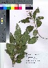  ( - hachi029)  @11 [ ] Copyright (2021) Unspecified Forestry and Forest Products Research Institute