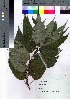  ( - hachi030)  @11 [ ] Copyright (2021) Unspecified Forestry and Forest Products Research Institute