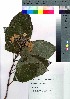  ( - hachi033)  @11 [ ] Copyright (2021) Unspecified Forestry and Forest Products Research Institute