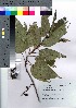  ( - hachi042)  @11 [ ] Copyright (2021) Unspecified Forestry and Forest Products Research Institute