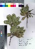  ( - hachi046)  @11 [ ] Copyright (2021) Unspecified Forestry and Forest Products Research Institute