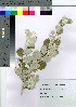  ( - hachi047)  @11 [ ] Copyright (2021) Unspecified Forestry and Forest Products Research Institute