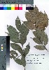  ( - hachi051)  @11 [ ] Copyright (2021) Unspecified Forestry and Forest Products Research Institute