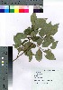  ( - gfsk0080)  @11 [ ] Copyright (2021) Unspecified Forestry and Forest Products Research Institute