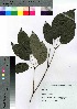  ( - gfsk0090)  @11 [ ] Copyright (2021) Unspecified Forestry and Forest Products Research Institute
