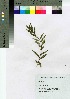  (Eleutherococcus spinosus var. spinosus - Suzuki016)  @11 [ ] Copyright (2021) Unspecified Forestry and Forest Products Research Institute