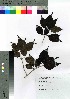  (Viburnum phlebotrichum - gfsk0118)  @11 [ ] Copyright (2021) Unspecified Forestry and Forest Products Research Institute