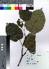  ( - gfsk0119)  @11 [ ] Copyright (2021) Unspecified Forestry and Forest Products Research Institute