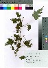  ( - gfsk0125)  @11 [ ] Copyright (2021) Unspecified Forestry and Forest Products Research Institute