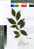  (Fagus japonica - gfsk0129)  @11 [ ] Copyright (2021) Unspecified Forestry and Forest Products Research Institute
