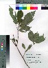  ( - gfsk0130)  @11 [ ] Copyright (2021) Unspecified Forestry and Forest Products Research Institute