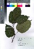  ( - gfsk0135)  @11 [ ] Copyright (2021) Unspecified Forestry and Forest Products Research Institute