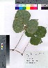  ( - gfsk0136)  @11 [ ] Copyright (2021) Unspecified Forestry and Forest Products Research Institute