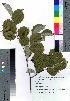  (Sorbus - SKMIE002)  @11 [ ] Copyright (2020) Unspecified Forestry and Forest Products Research Institute