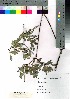  (Salix arbutifolia - nagami005)  @11 [ ] Copyright (2021) Unspecified Forestry and Forest Products Research Institute