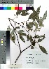  ( - nagami007)  @11 [ ] Copyright (2021) Unspecified Forestry and Forest Products Research Institute