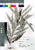 (Salix schwerinii - nagami008)  @11 [ ] Copyright (2021) Unspecified Forestry and Forest Products Research Institute