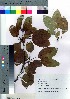  (Malus baccata var. mandshurica - nagami014)  @11 [ ] Copyright (2021) Unspecified Forestry and Forest Products Research Institute