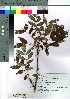  (Sorbus matsumurana - nagami017)  @11 [ ] Copyright (2021) Unspecified Forestry and Forest Products Research Institute